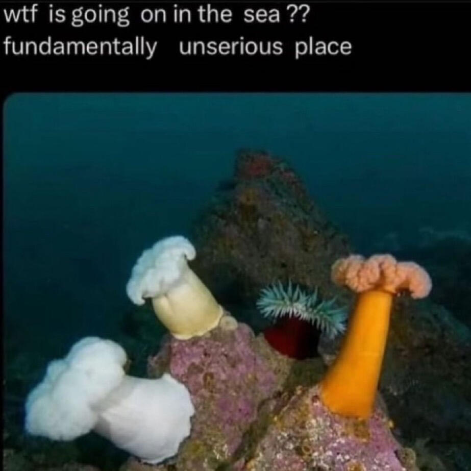 WTF is going on in the sea? fundamentally unserious place (picture of several sea anemones)